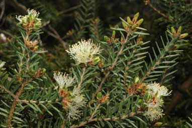 APII jpeg image of Melaleuca cuticularis  © contact APII