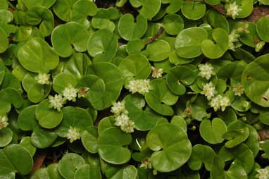 APII jpeg image of Dichondra repens  © contact APII