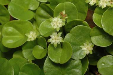 APII jpeg image of Dichondra repens  © contact APII