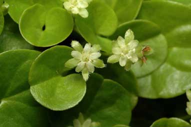 APII jpeg image of Dichondra repens  © contact APII