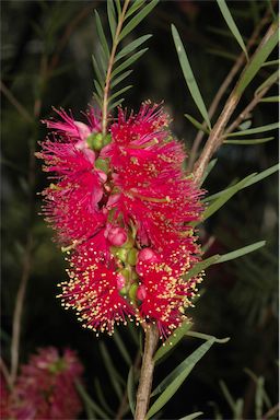 APII jpeg image of Melaleuca fulgens  © contact APII