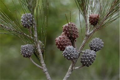 APII jpeg image of Allocasuarina littoralis  © contact APII