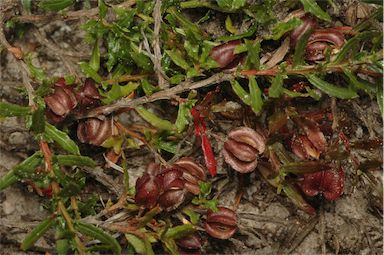 APII jpeg image of Dodonaea camfieldii  © contact APII