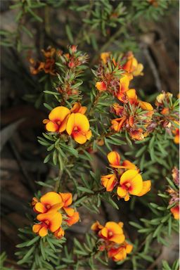 APII jpeg image of Pultenaea subspicata  © contact APII