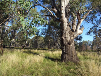 APII jpeg image of Eucalyptus camaldulensis  © contact APII