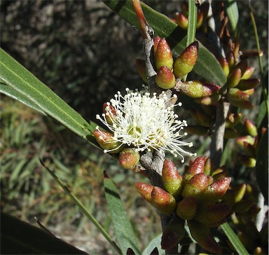 APII jpeg image of Eucalyptus cneorifolia  © contact APII