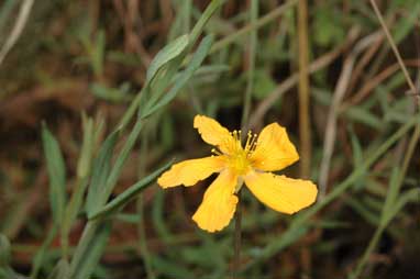 APII jpeg image of Hypericum gramineum  © contact APII