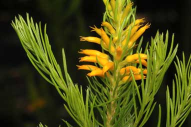 APII jpeg image of Persoonia acerosa  © contact APII