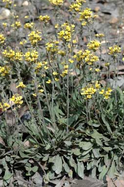 APII jpeg image of Goodenia bellidifolia subsp. bellidifolia  © contact APII