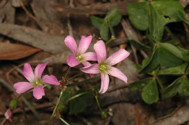 APII jpeg image of Oxalis debilis var. corymbosa  © contact APII