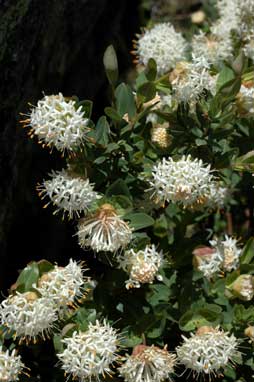 APII jpeg image of Pimelea ligustrina  © contact APII