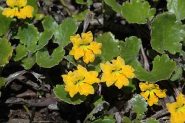 APII jpeg image of Goodenia hederacea  © contact APII