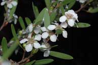 Leptospermum subglabratum