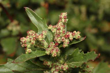 APII jpeg image of Chenopodium murale  © contact APII