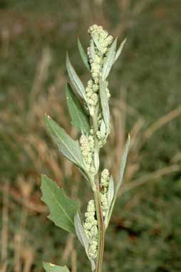 APII jpeg image of Chenopodium album  © contact APII