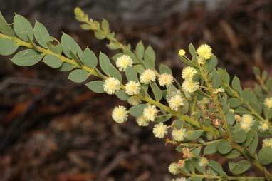 APII jpeg image of Acacia aureocrinita  © contact APII