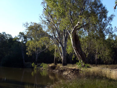 APII jpeg image of Eucalyptus camaldulensis  © contact APII