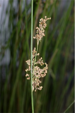 APII jpeg image of Juncus usitatus  © contact APII