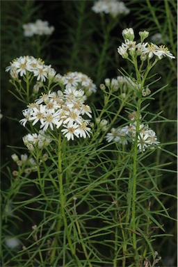 APII jpeg image of Olearia glandulosa  © contact APII