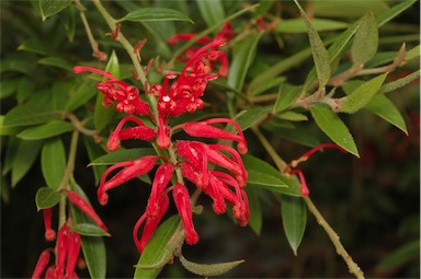 APII jpeg image of Grevillea 'LadyO'  © contact APII