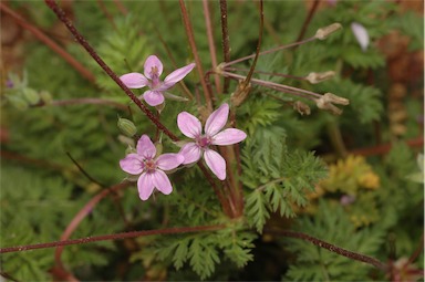 APII jpeg image of Erodium cicutarium  © contact APII