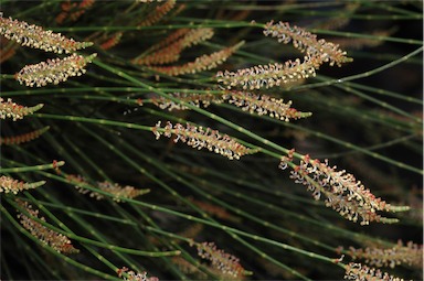 APII jpeg image of Casuarina cristata  © contact APII