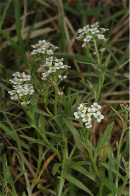 APII jpeg image of Lobularia maritima  © contact APII