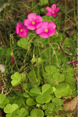 APII jpeg image of Oxalis bowiei  © contact APII