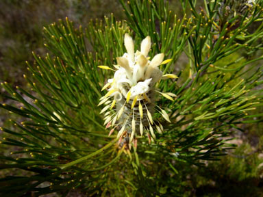 APII jpeg image of Petrophile pulchella  © contact APII