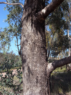 APII jpeg image of Eucalyptus microcarpa  © contact APII