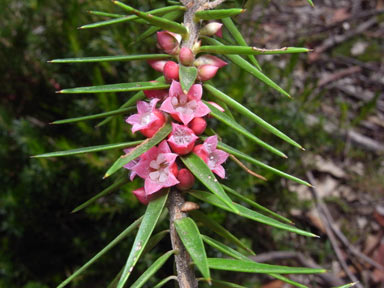 APII jpeg image of Melichrus erubescens  © contact APII