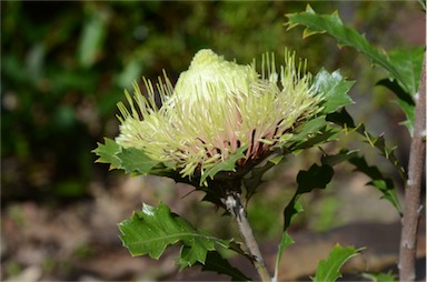 APII jpeg image of Banksia heliantha  © contact APII