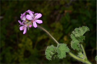 APII jpeg image of Pelargonium capitatum  © contact APII