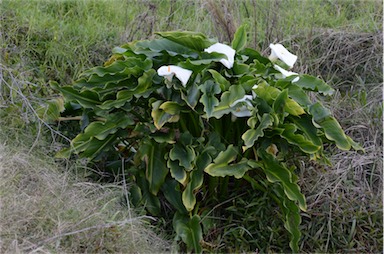 APII jpeg image of Zantedeschia aethiopica  © contact APII