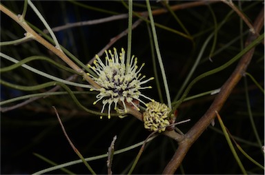 APII jpeg image of Hakea scoparia subsp. scoparia  © contact APII