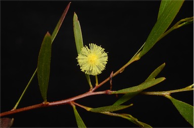 APII jpeg image of Acacia spongolitica  © contact APII