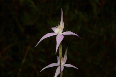 APII jpeg image of Caladenia 'Fairy Floss'  © contact APII