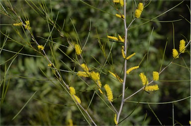 APII jpeg image of Acacia sessilispica  © contact APII