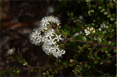 APII jpeg image of Leionema lamprophyllum subsp. obovatum  © contact APII