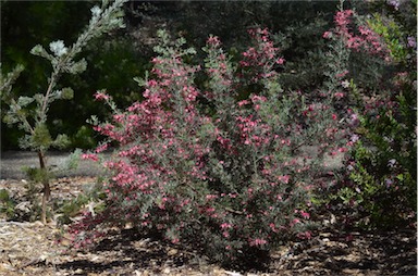 APII jpeg image of Grevillea lavandulacea  © contact APII