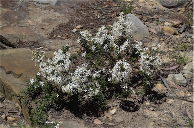 APII jpeg image of Olearia erubescens  © contact APII