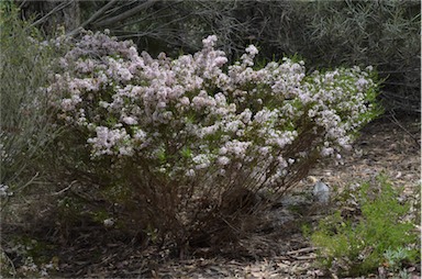 APII jpeg image of Calytrix tetragona  © contact APII