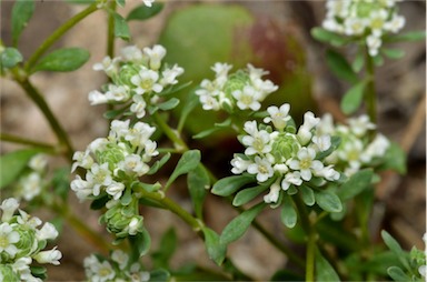 APII jpeg image of Poranthera microphylla  © contact APII