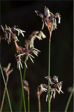 APII jpeg image of Schoenus ericetorum  © contact APII