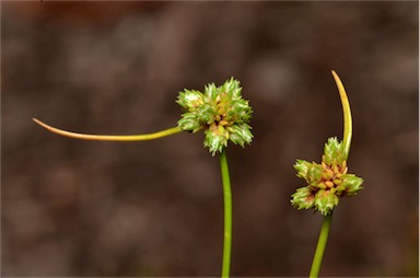 APII jpeg image of Isolepis australiensis  © contact APII