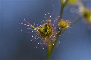 APII jpeg image of Drosera peltata  © contact APII