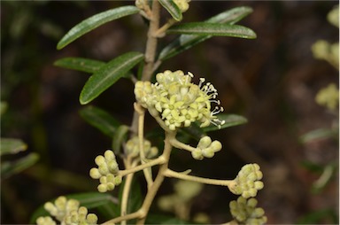 APII jpeg image of Astrotricha ledifolia  © contact APII