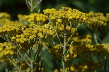 APII jpeg image of Ozothamnus diotophyllus  © contact APII