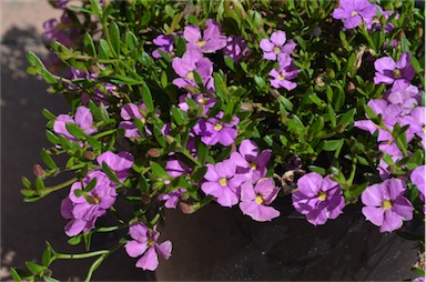 APII jpeg image of Scaevola 'Pink Perfection'  © contact APII