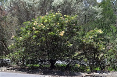 APII jpeg image of Grevillea 'Peaches and Cream'  © contact APII